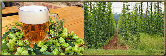 20250904-Hopfen.jpg  